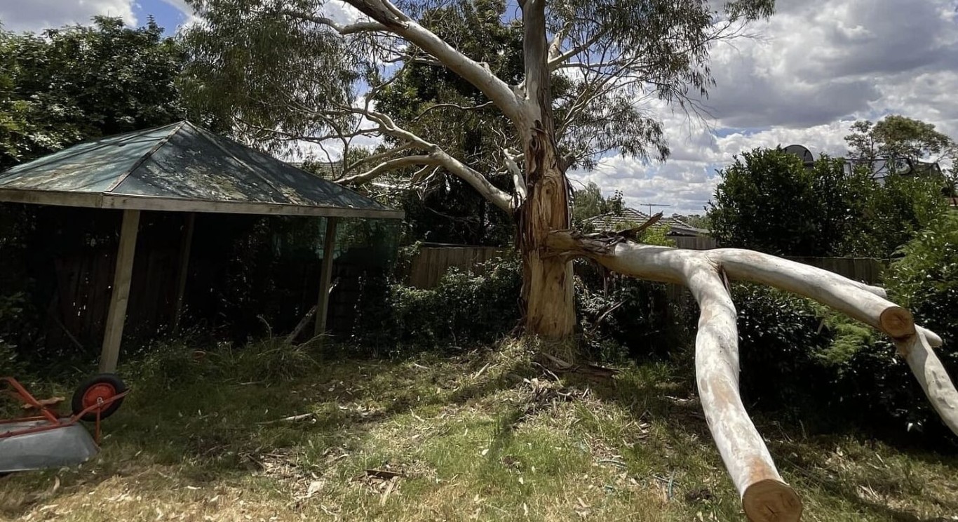 Emergency tree removal after storm damage in Hanford, CA
